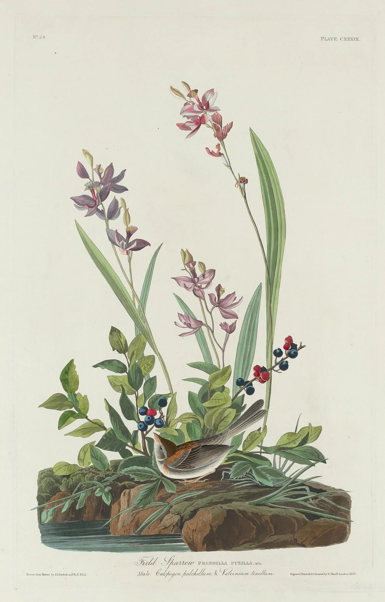 Field Sparrow, detail