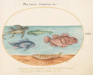 Plate 14: A "Sea Ape," Two Scorpion Fish, and Two Other Fish, by Joris Hoefnagel, gouache, 1594