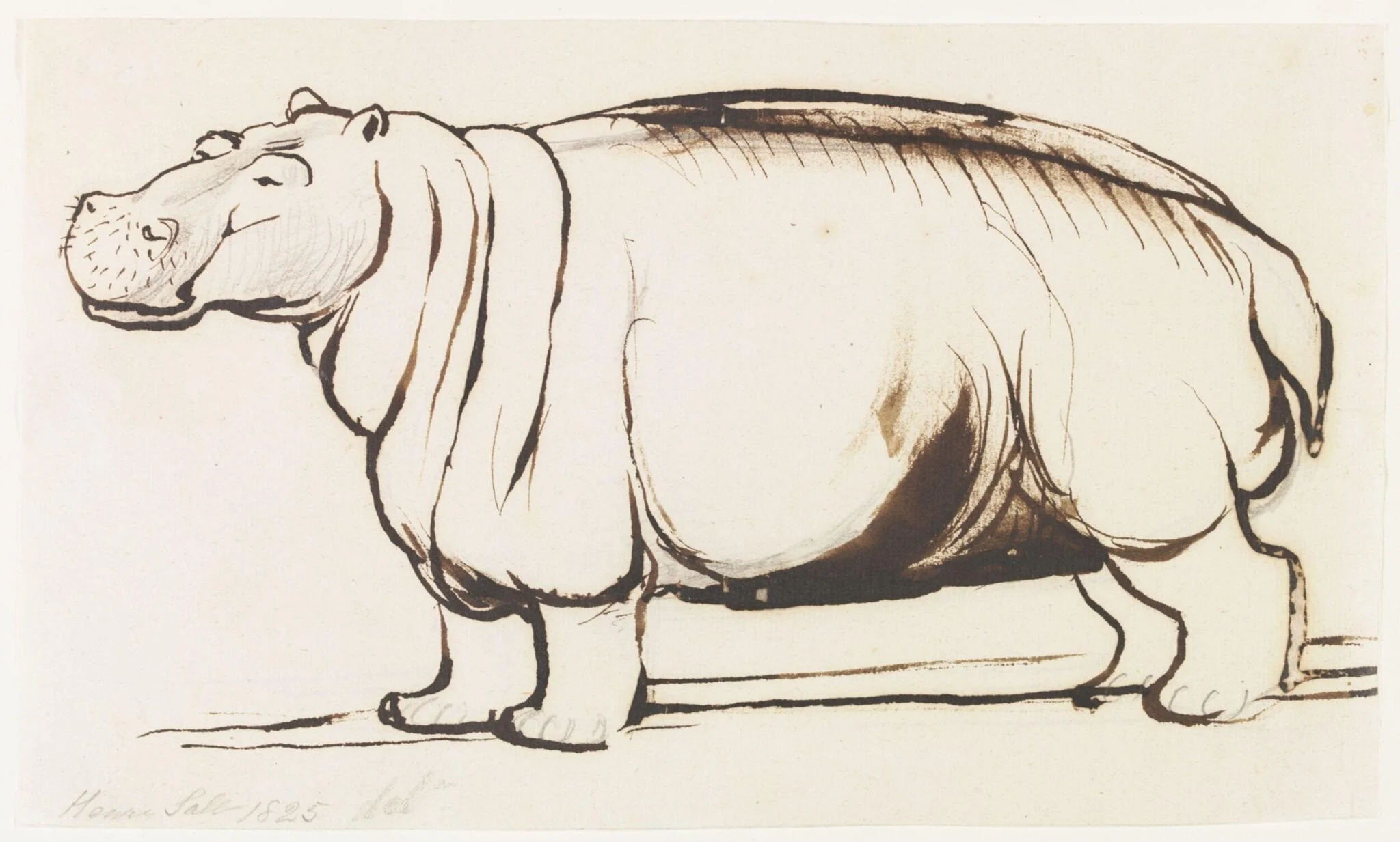 Study of a Hippopotamus, full length, detail