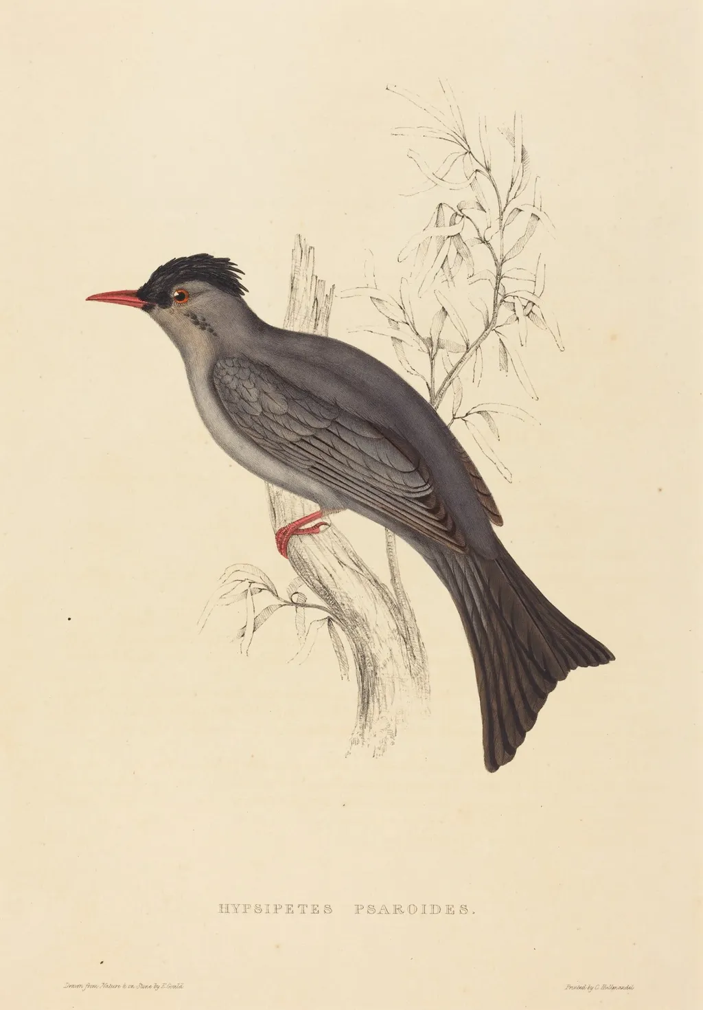 Hypsipetes Psaroides (Black Bulbul), by Elizabeth Gould, ink, 1822