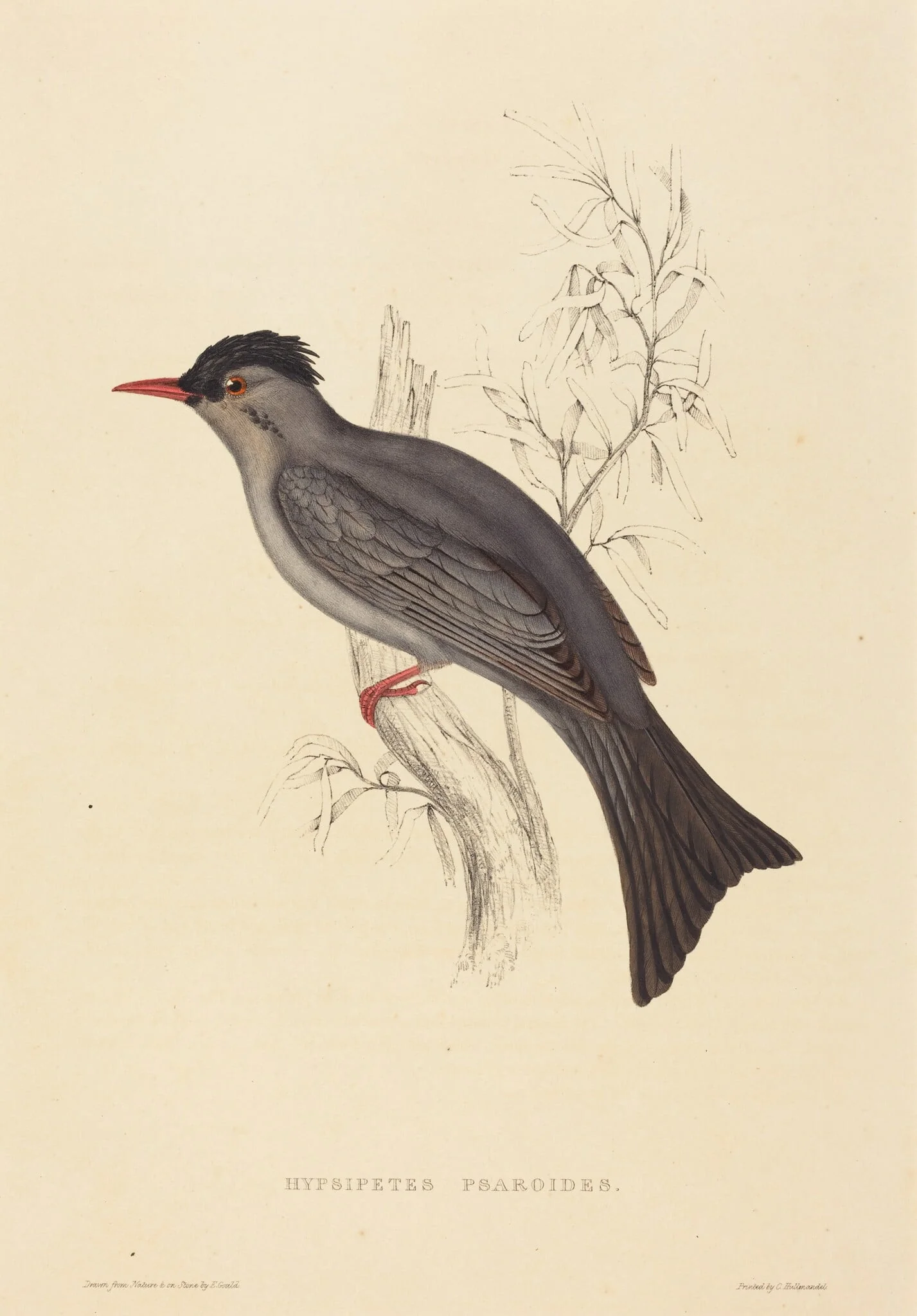 Hypsipetes Psaroides (Black Bulbul), detail