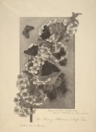 The Cherry Blossoms - High Tea, by Anna Botsford Comstock, ink, 1890