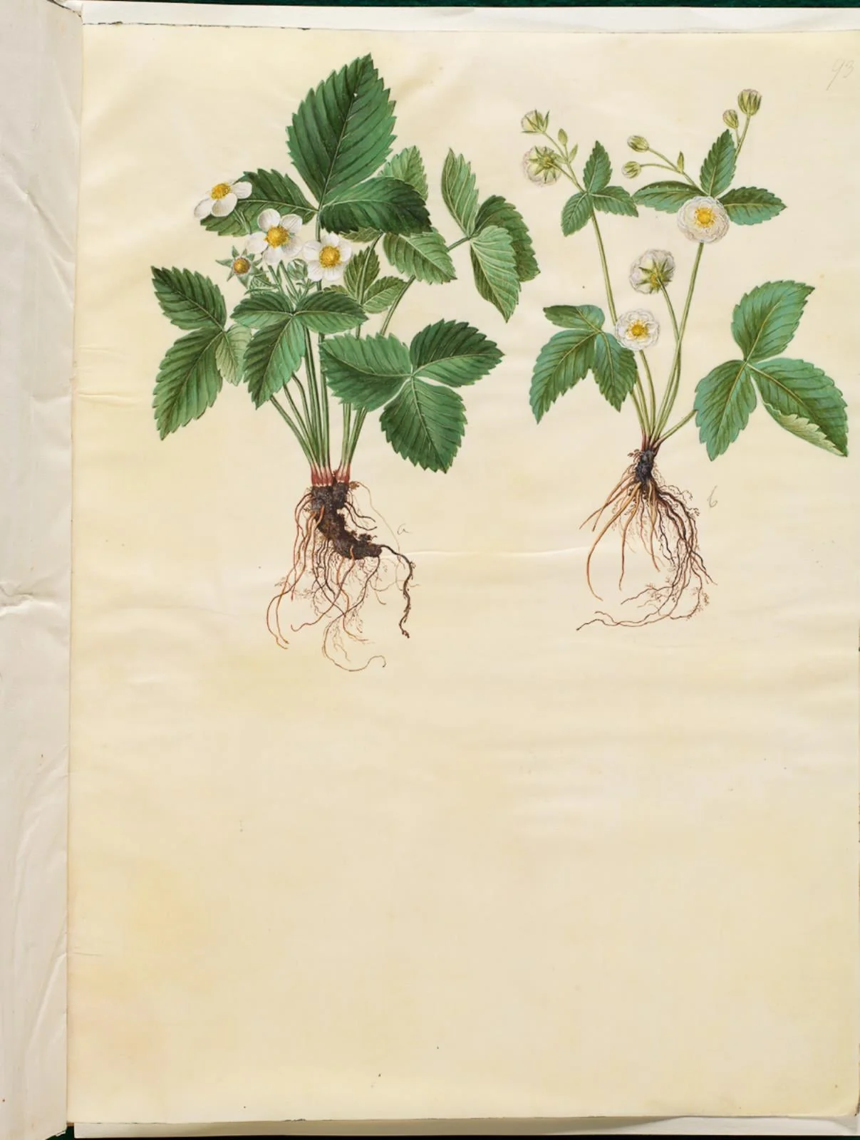 Fragaria vesca (skov-jordbær), detail