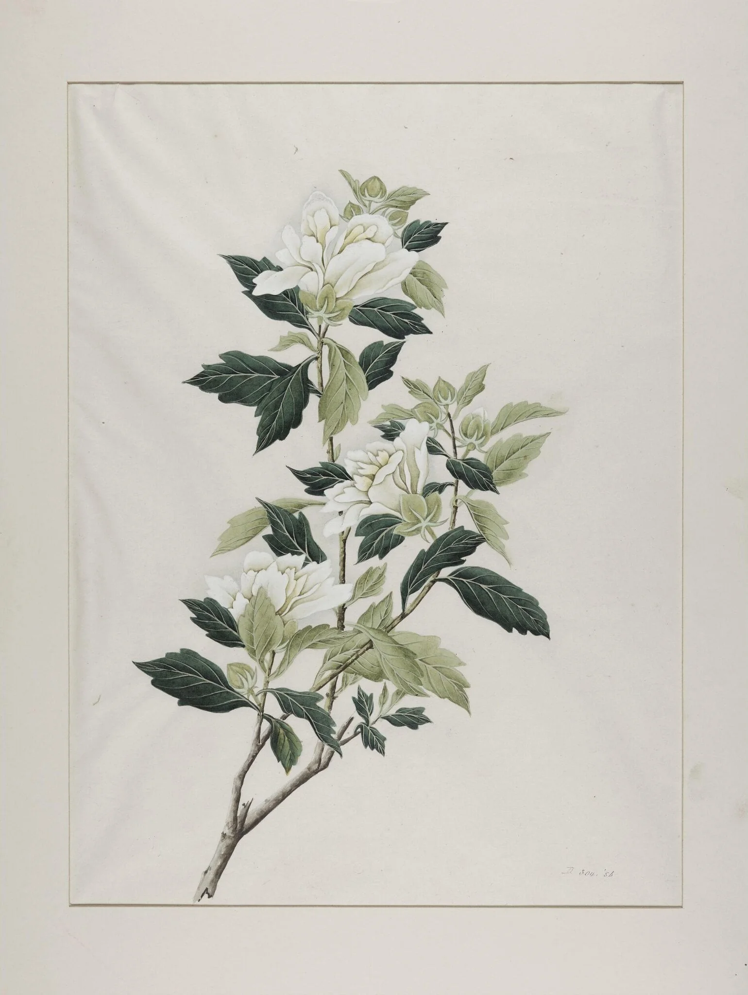 White hibiscus (hibiscus syriacus), mu jin, detail