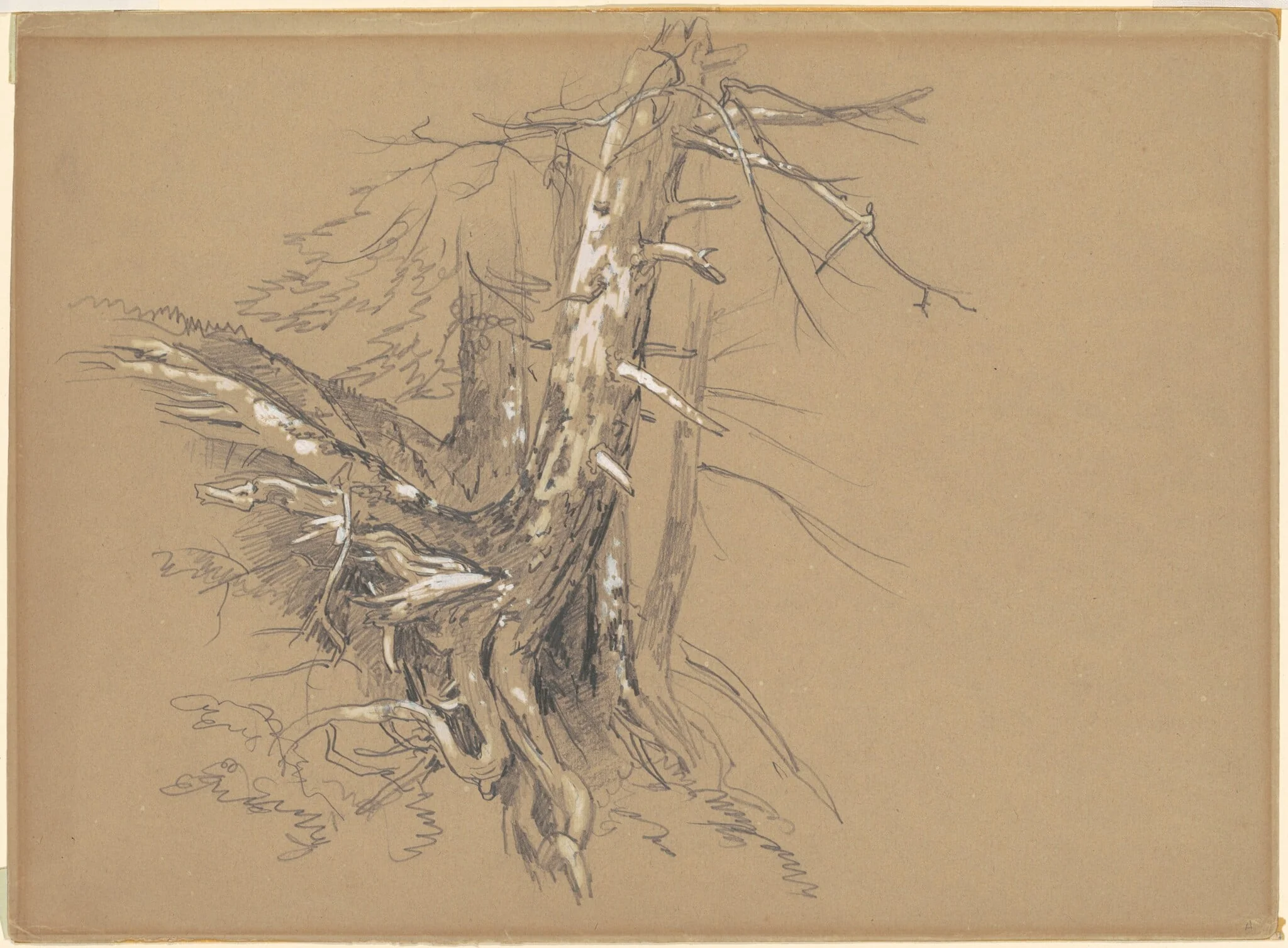 Tree Trunks, detail