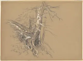 Tree Trunks, by David Johnson, gouache, 1864