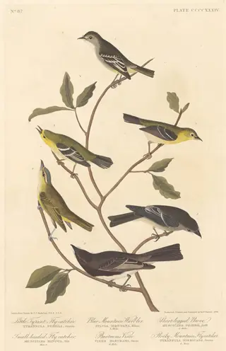 Little Tyrant Flycatcher, Small-Headed Flycatcher, Blue Mountain Warbler, Bartram's Vireo, Short-Legged Pewee, and Rocky Mountain Flycatcher, by Havell, Jr., Robert, ink, 1838