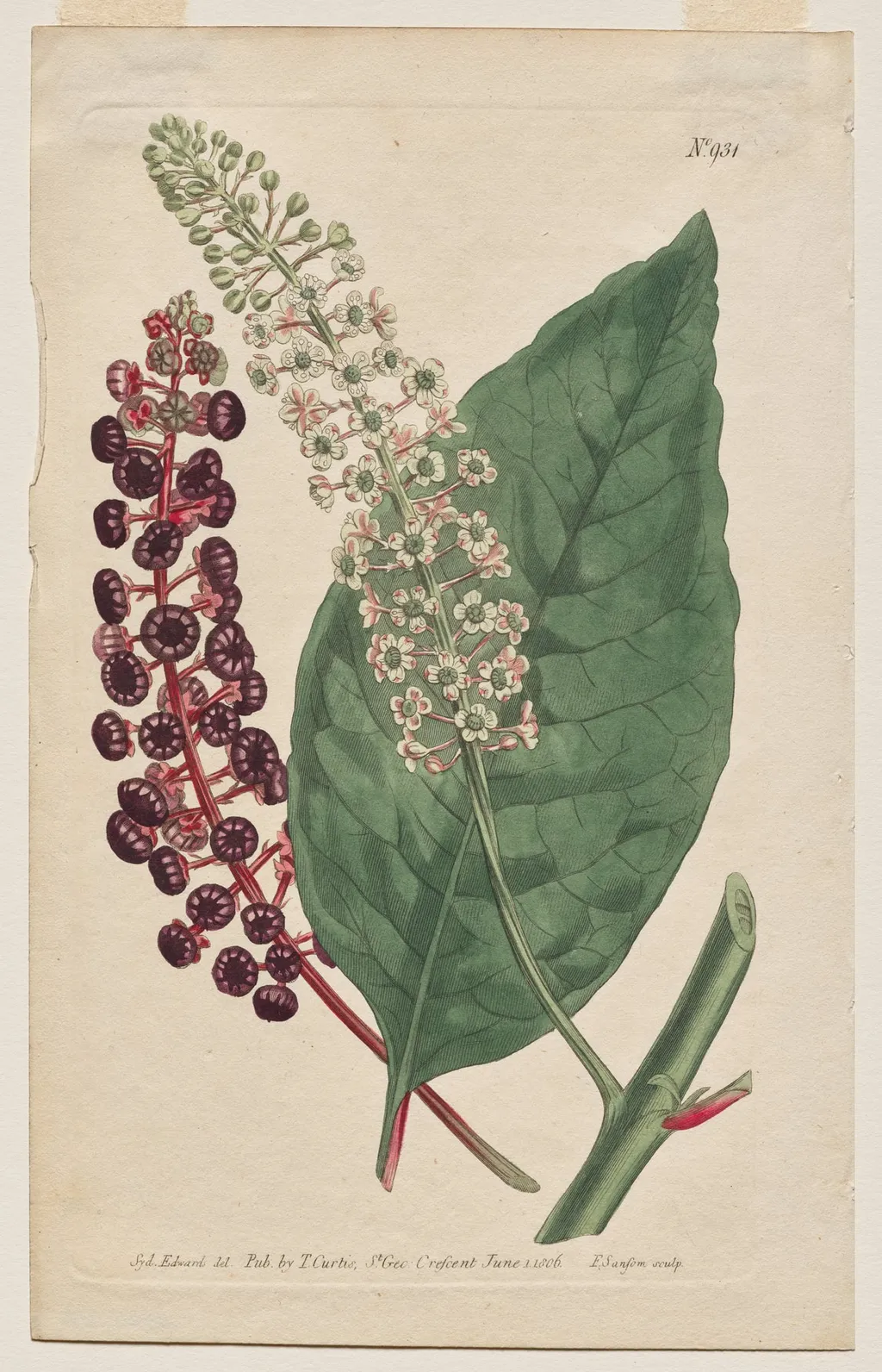 The Botanical Magazine or Flower Garden Displayed: Plate 931, Phytolacca Decandra. Virginian Poke. [Phytolaca Americana], by Francis Sansom