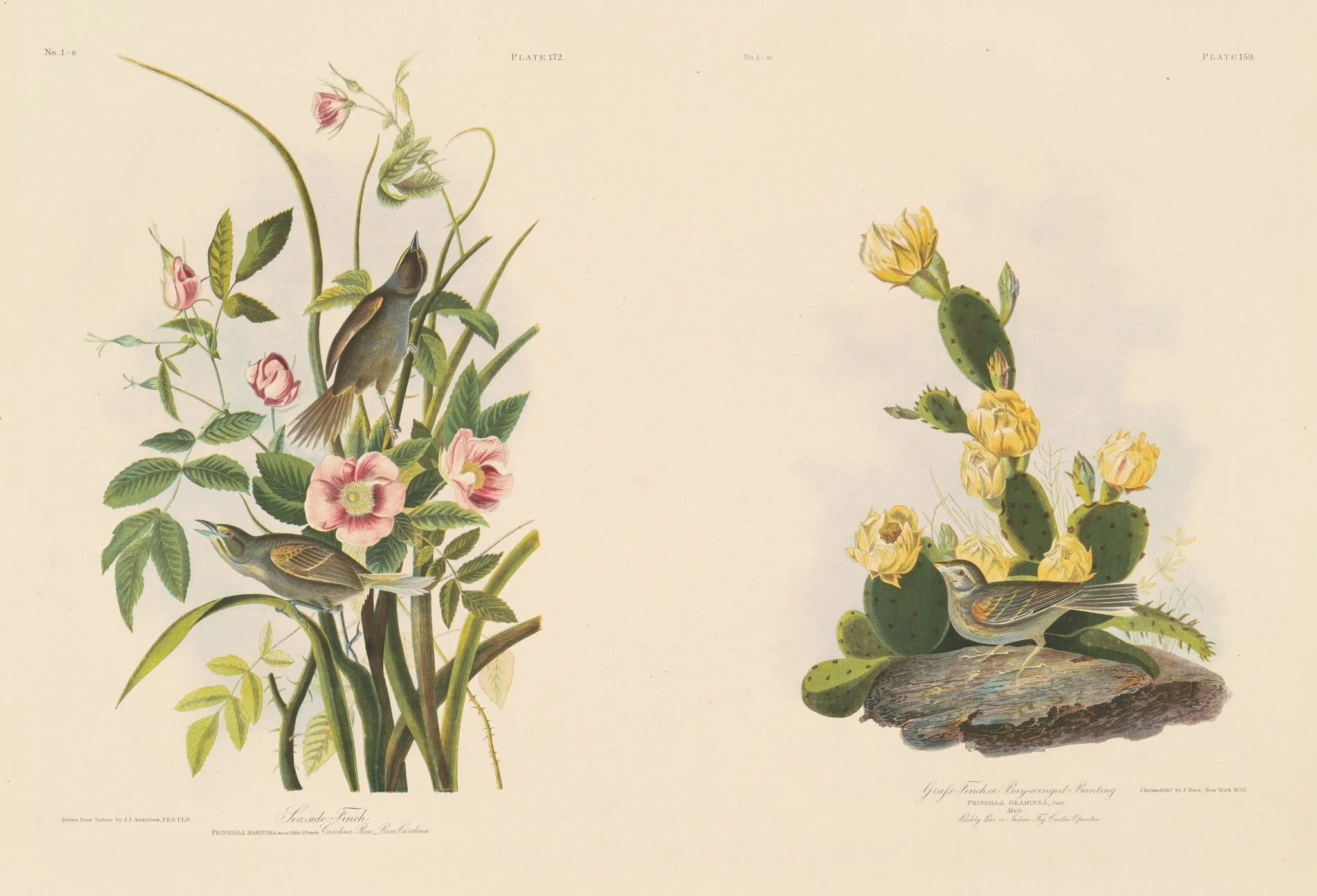 Seaside Finch; and Grafs Finch or Bay-Winged Bunting, detail