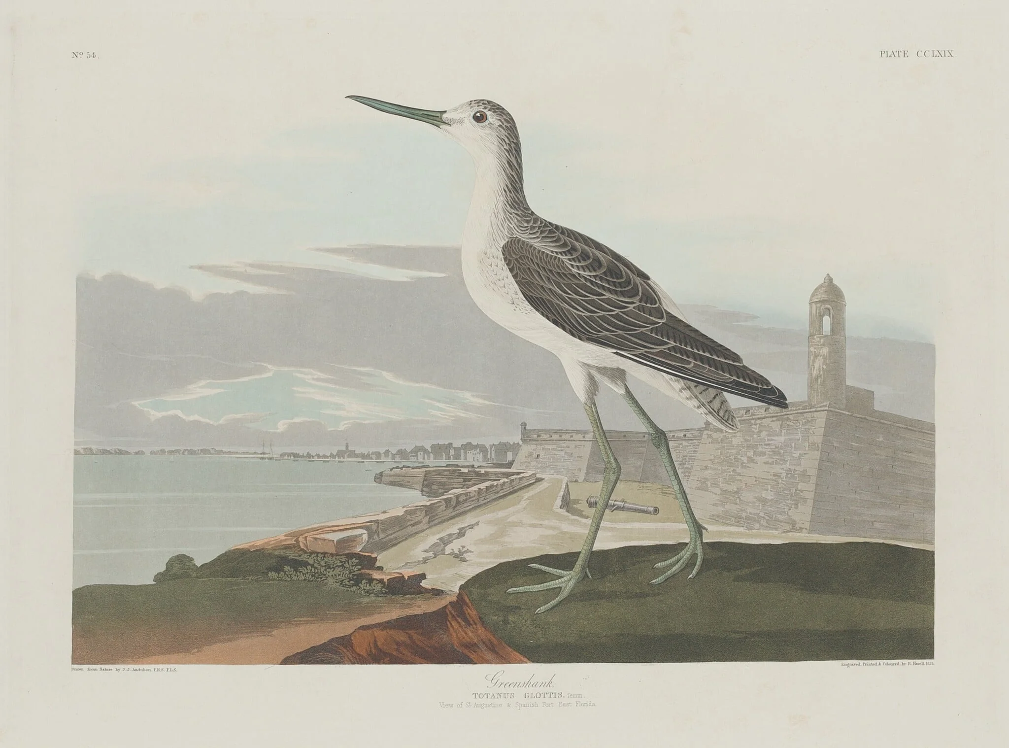 Greenshank, detail