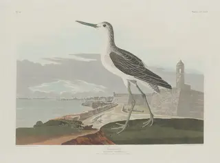 Greenshank, by Havell, Jr., Robert, ink, 1835
