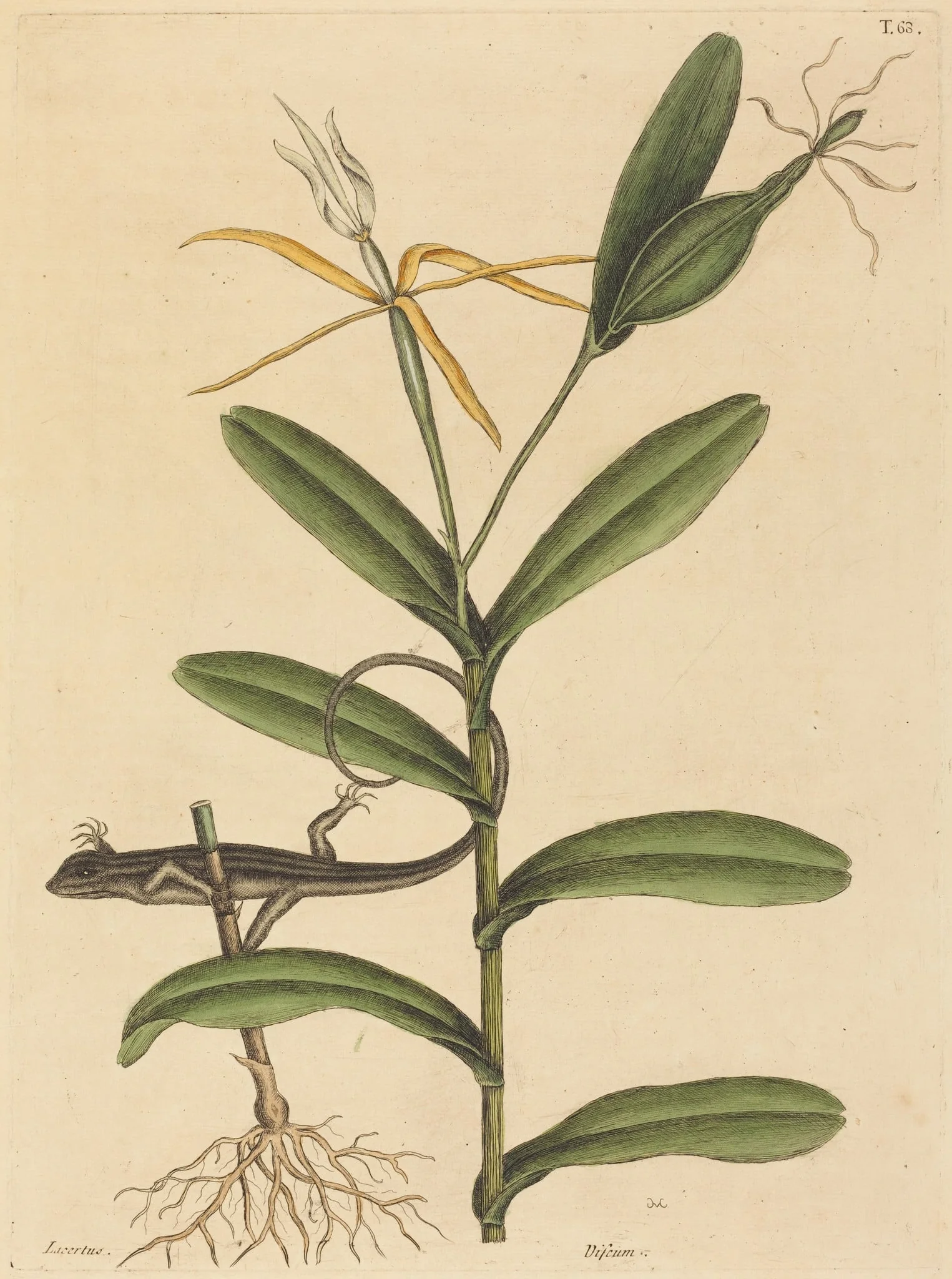 The Lyon Lizard (Lacerta 6-lineata), detail