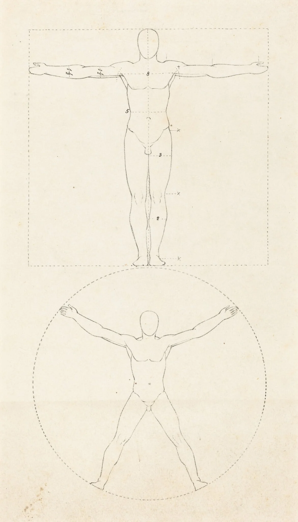 Circle and Square of the Human Figure, detail
