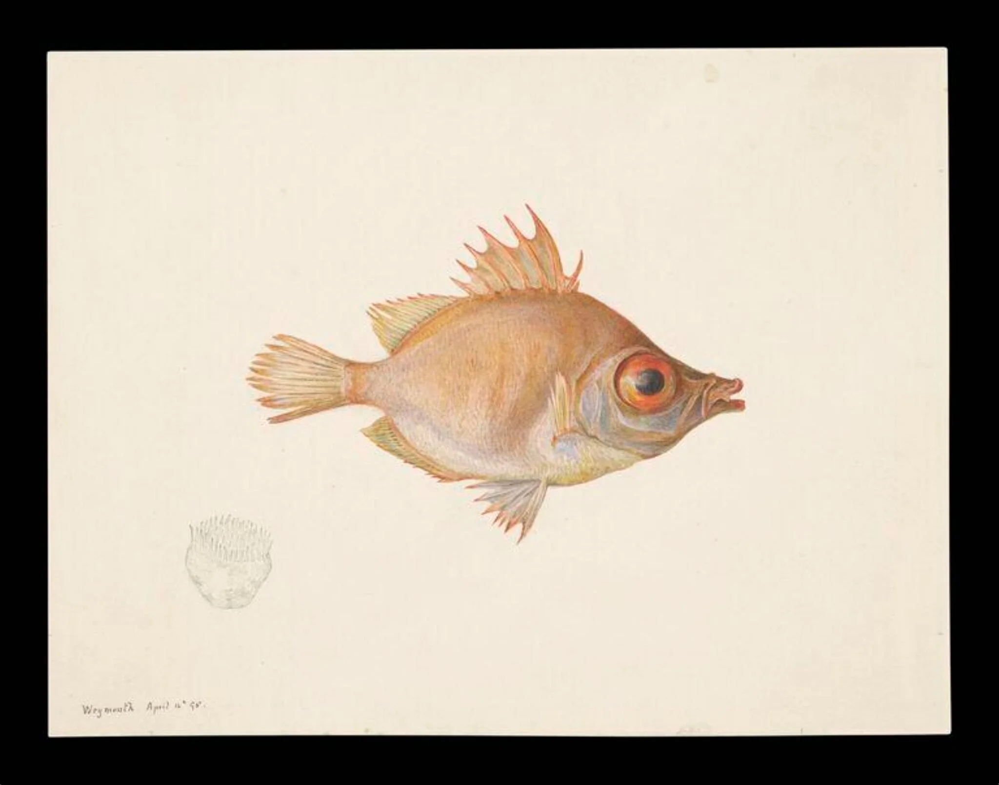 Boar fish, detail