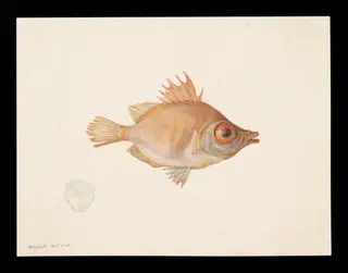 Boar fish, by Beatrix Potter, watercolor, 9