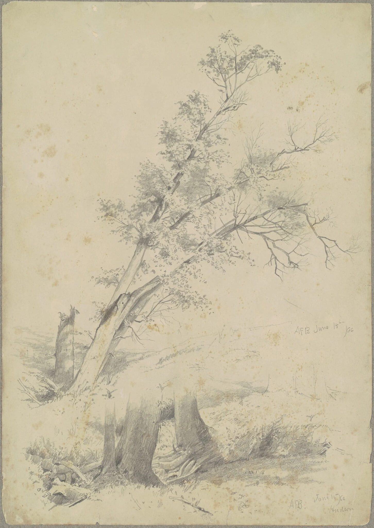 Trees, Hudson, detail