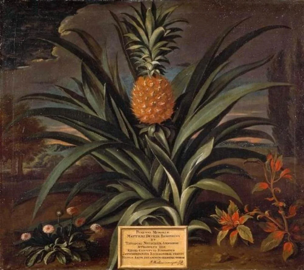 Pineapple grown in Sir Matthew Decker's garden at Richmond, Surrey, detail