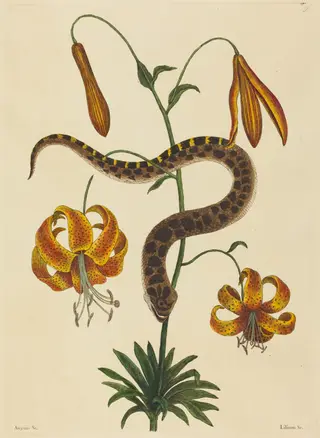 The Hog-nose Snake (Boa contortrix), by Mark Catesby, ink, 1737