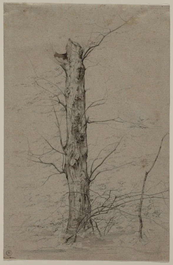 Tree, detail
