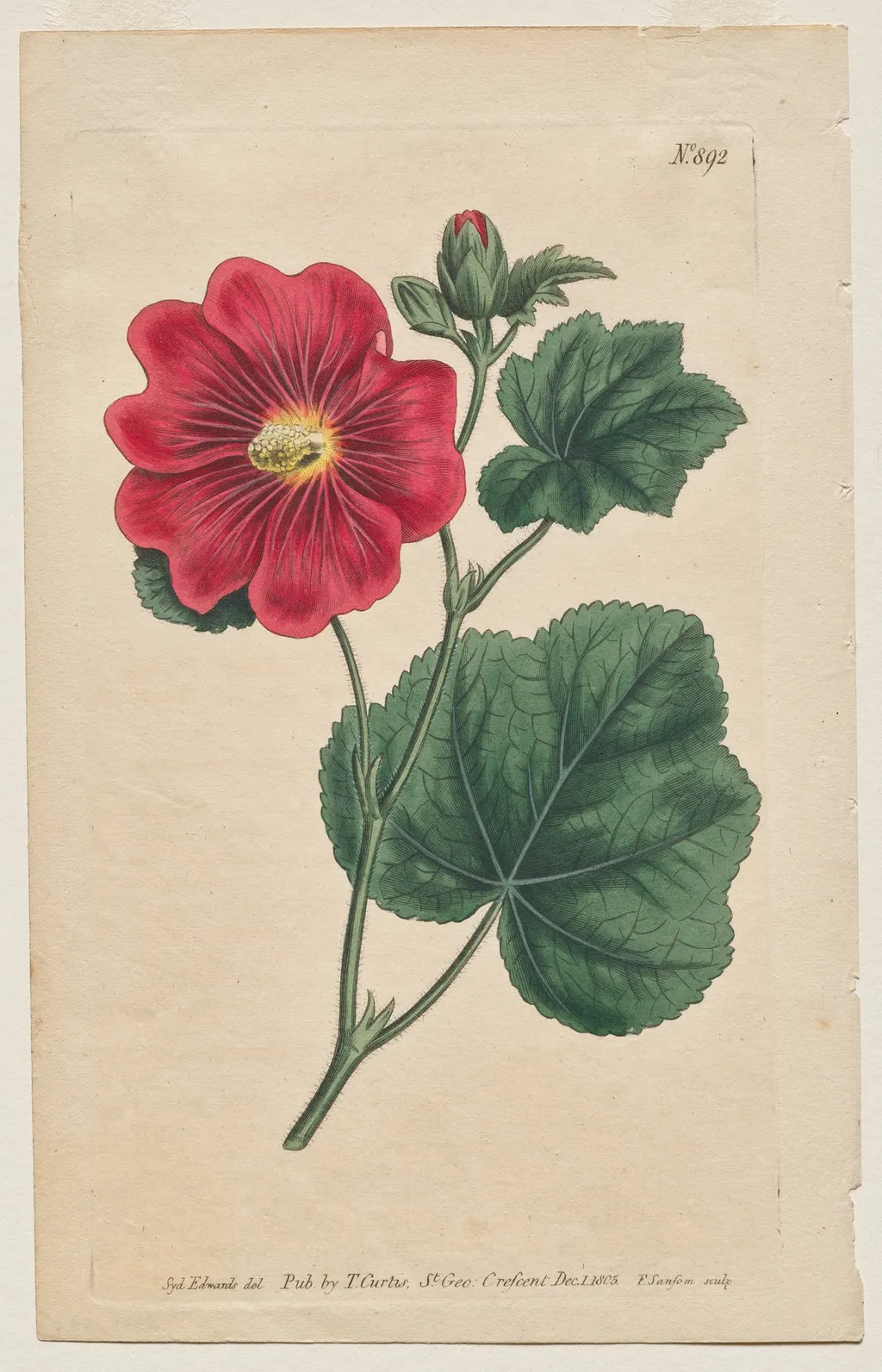 The Botanical Magazine or Flower Garden Displayed: Plate 892, Althaea Flexuosa. Seringapatam A Hollyhock . [Althea rosea], by Francis Sansom