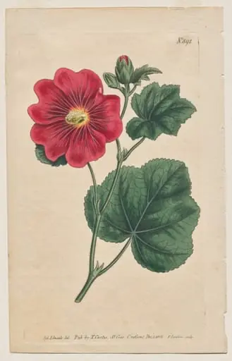 The Botanical Magazine or Flower Garden Displayed: Plate 892, Althaea Flexuosa. Seringapatam A Hollyhock . [Althea rosea], by Francis Sansom