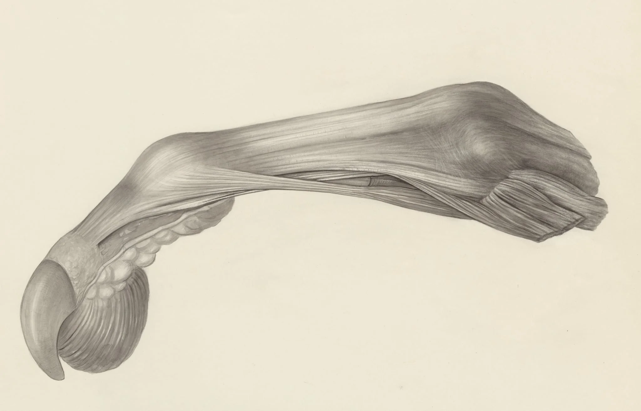 Muscular tissue of the finger of a rhesus macaque, detail