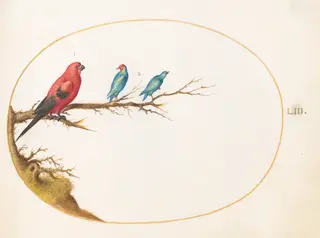Plate 53: Three Brightly Colored Birds, including a Brazilian Tanager(?), by Joris Hoefnagel, gouache, 1594