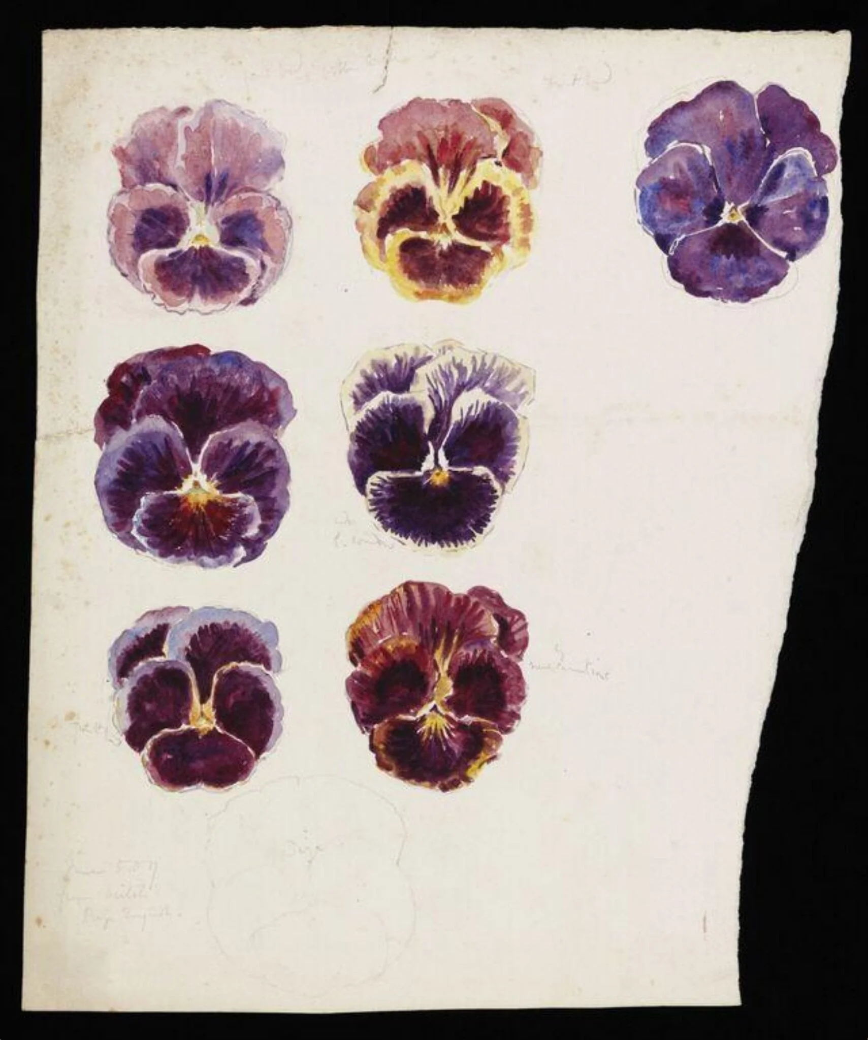 Studies of pansy flowers (recto) and highly magnified cell colonies (verso), detail