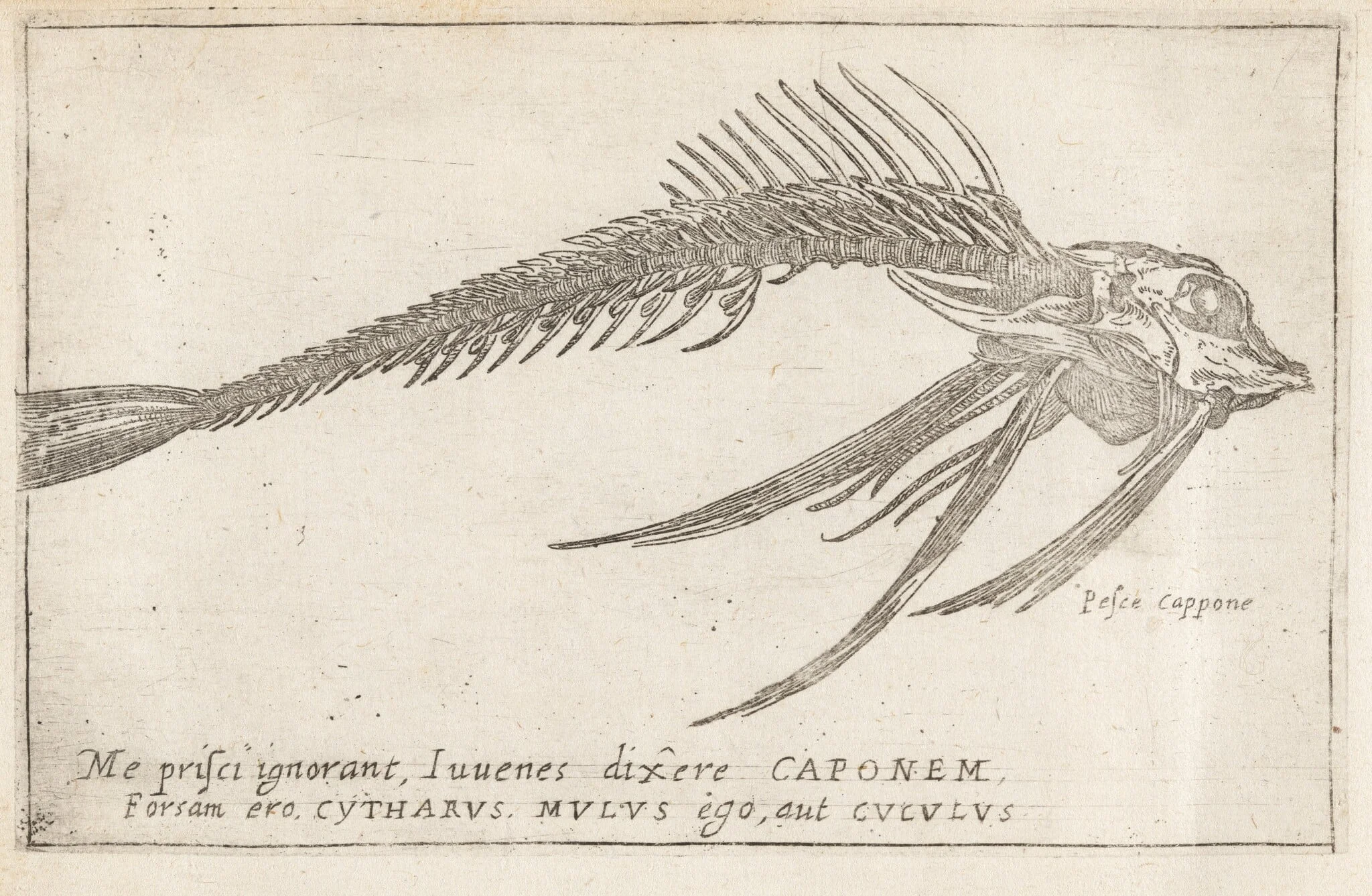 Skeleton of a Gurnard, detail