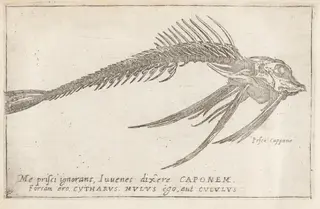 Skeleton of a Gurnard, by Teodoro Filippo di Liagno, ink, 1620