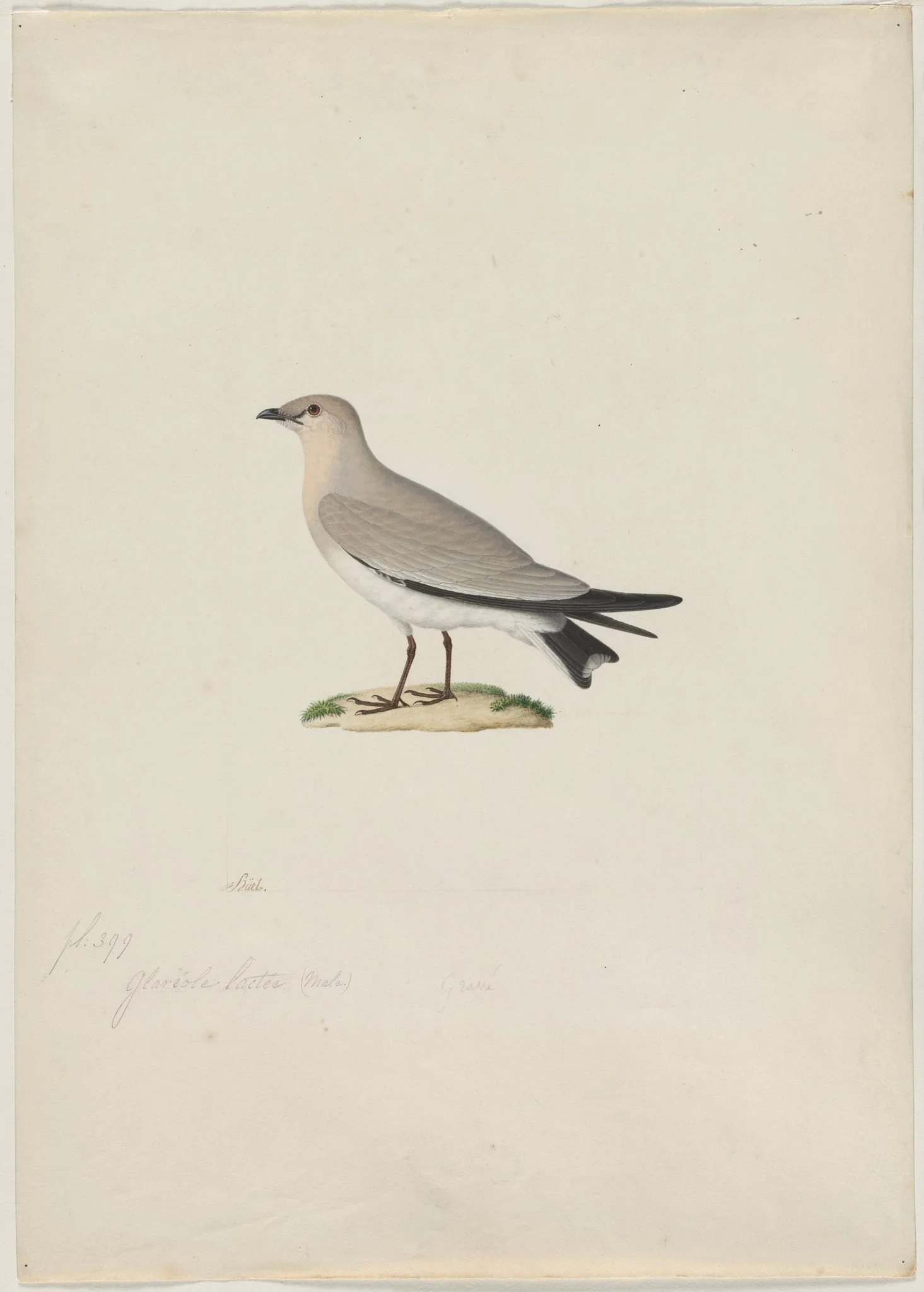 Small Pratincole (Glareola lactea), detail