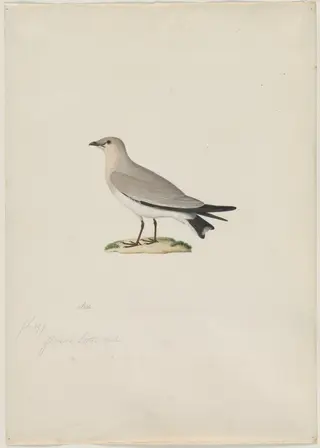 Small Pratincole (Glareola lactea), by Paul Huet, 1804