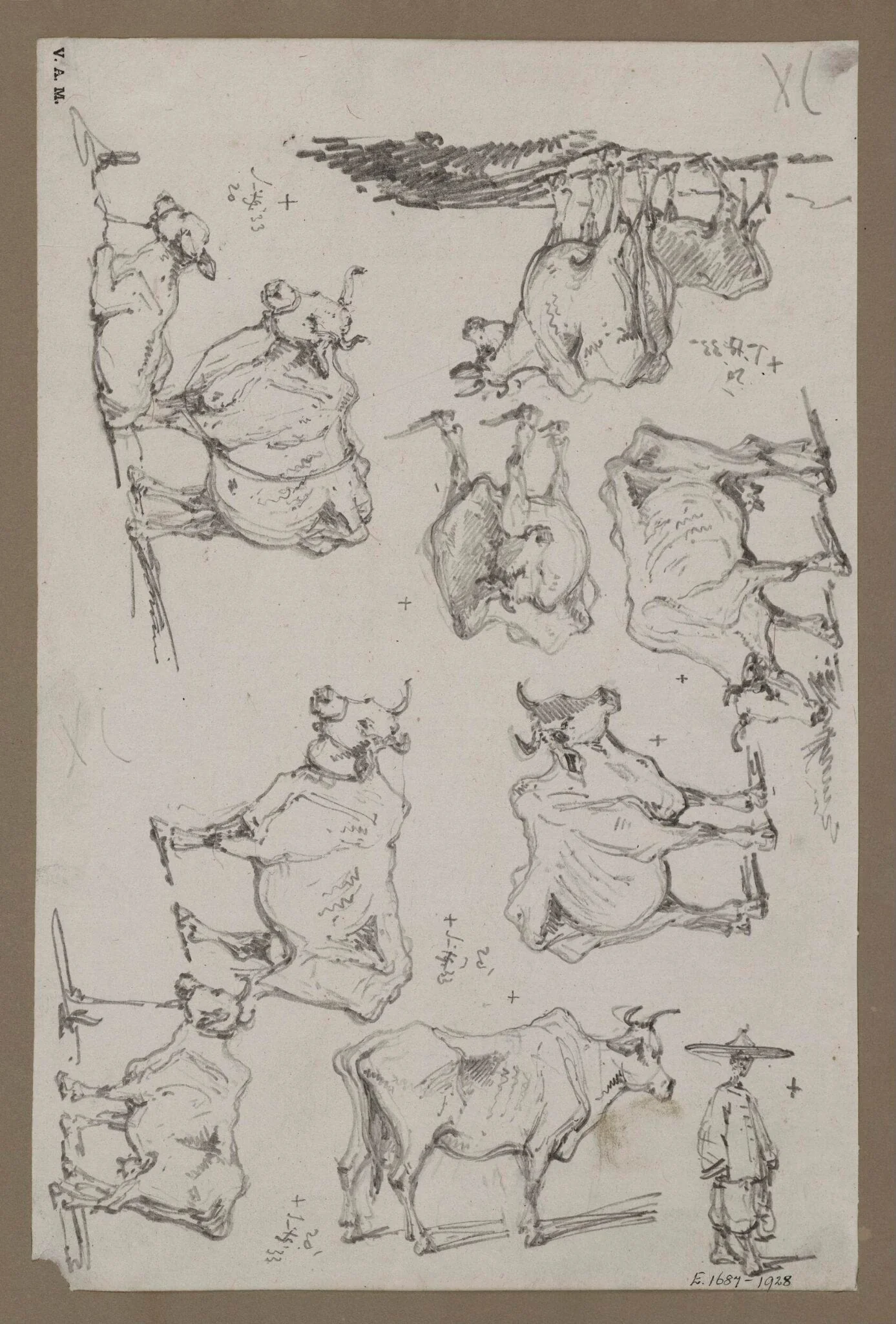 Studies of cattle, detail