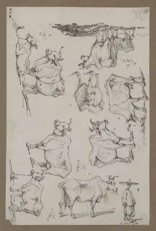 Studies of cattle, by George Chinnery, 13