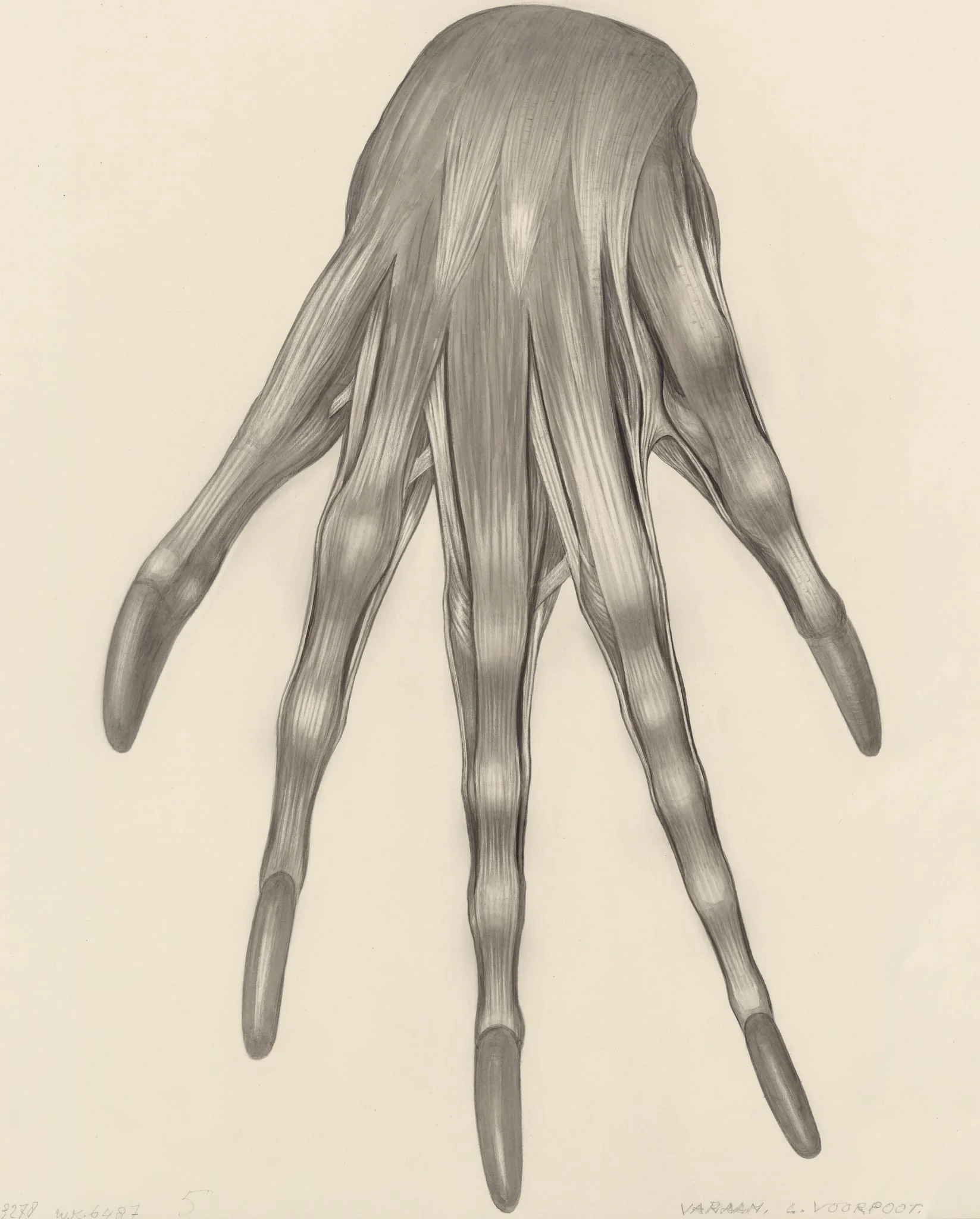 Muscular tissue of a lizards left claw, detail