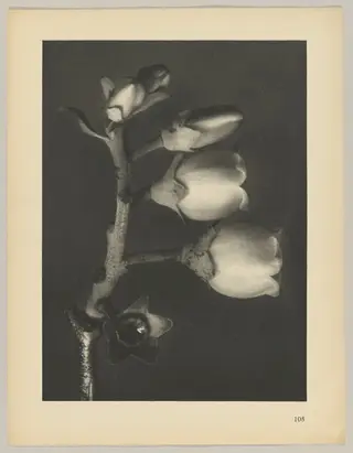 Vaccinium corymbosum, by Karl Blossfeldt, 1928