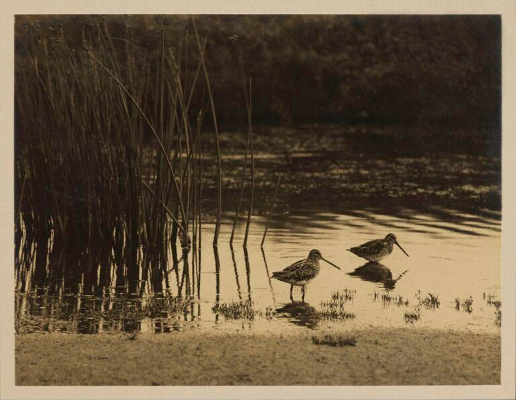 Snipe Feeding, detail