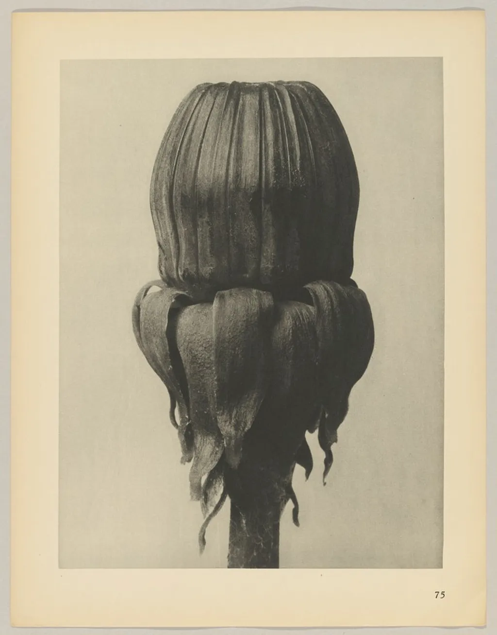 Taraxacum officinale, by Karl Blossfeldt, 1928