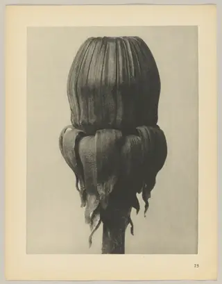 Taraxacum officinale, by Karl Blossfeldt, 1928