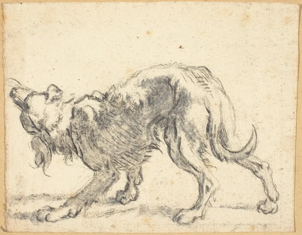 A Dog, by Cornelis Saftleven, chalk, 1664
