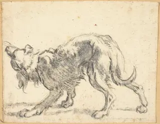 A Dog, by Cornelis Saftleven, chalk, 1664