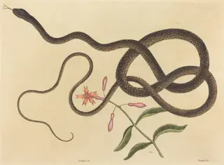 The Coach-whip Snake (Coluber flagellum), by Mark Catesby, ink, 1737