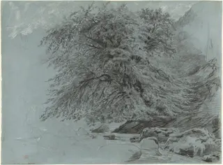 A Wild Beech in Full Leaf, by Paul Huet, chalk, 1858