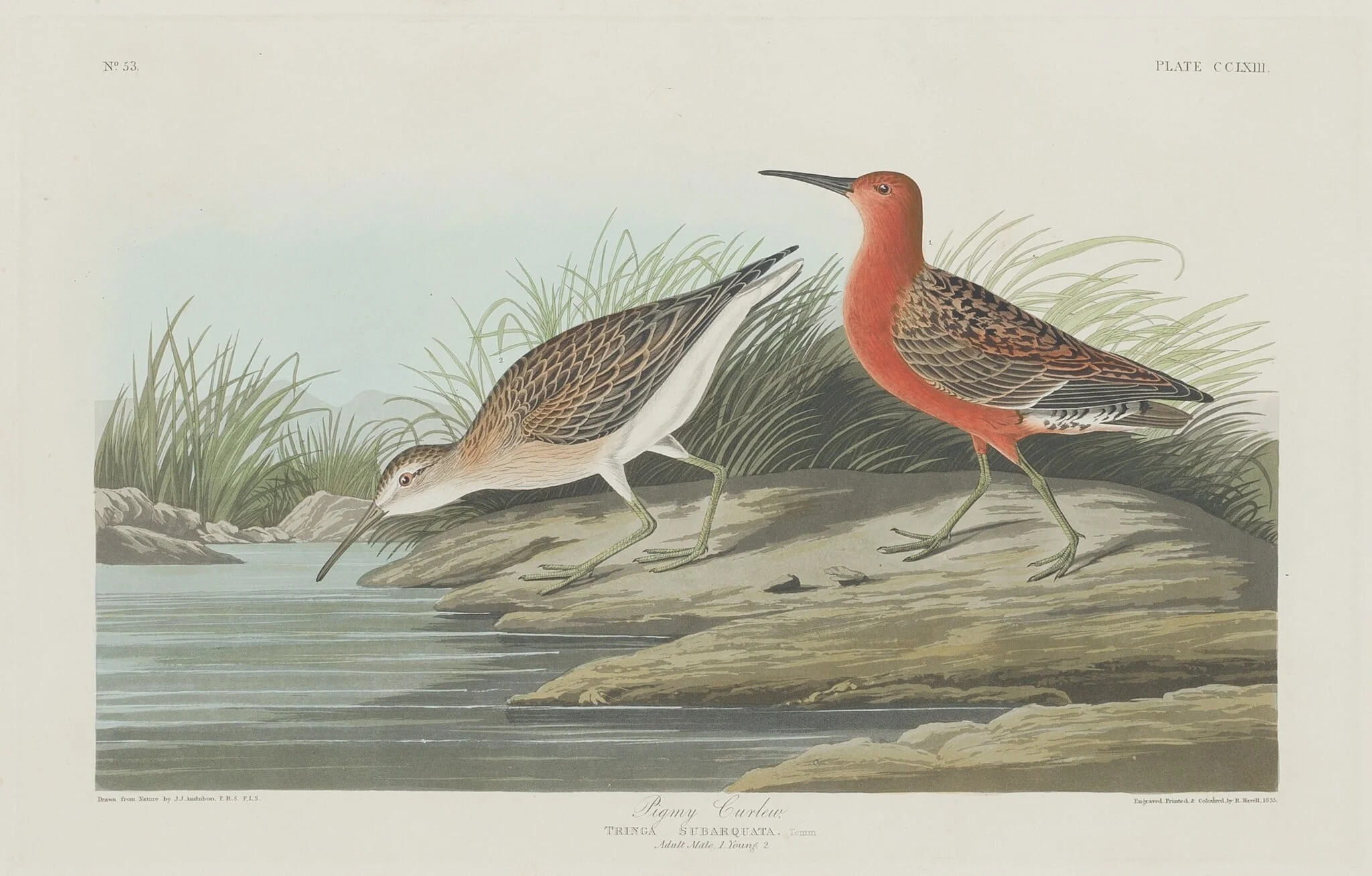 Pigmy Curlew, detail