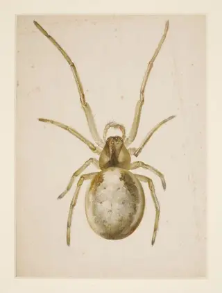 Study of a greenish-brown spider, by Beatrix Potter, watercolor, 14