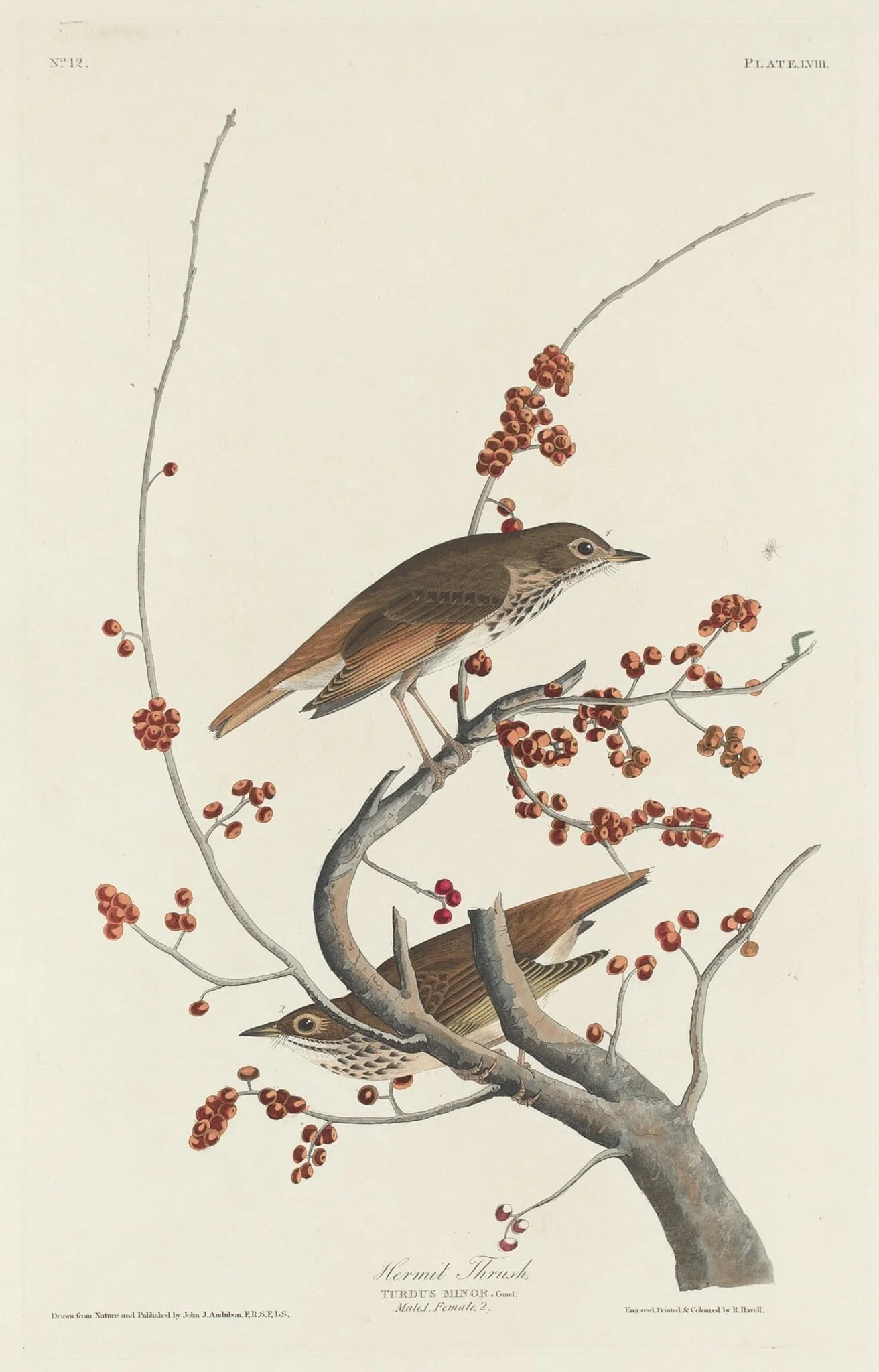 Hermit Thrush, detail