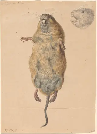 A Field Mouse, from Below, by Johann Rudolph Schellenberg, graphite, 1775