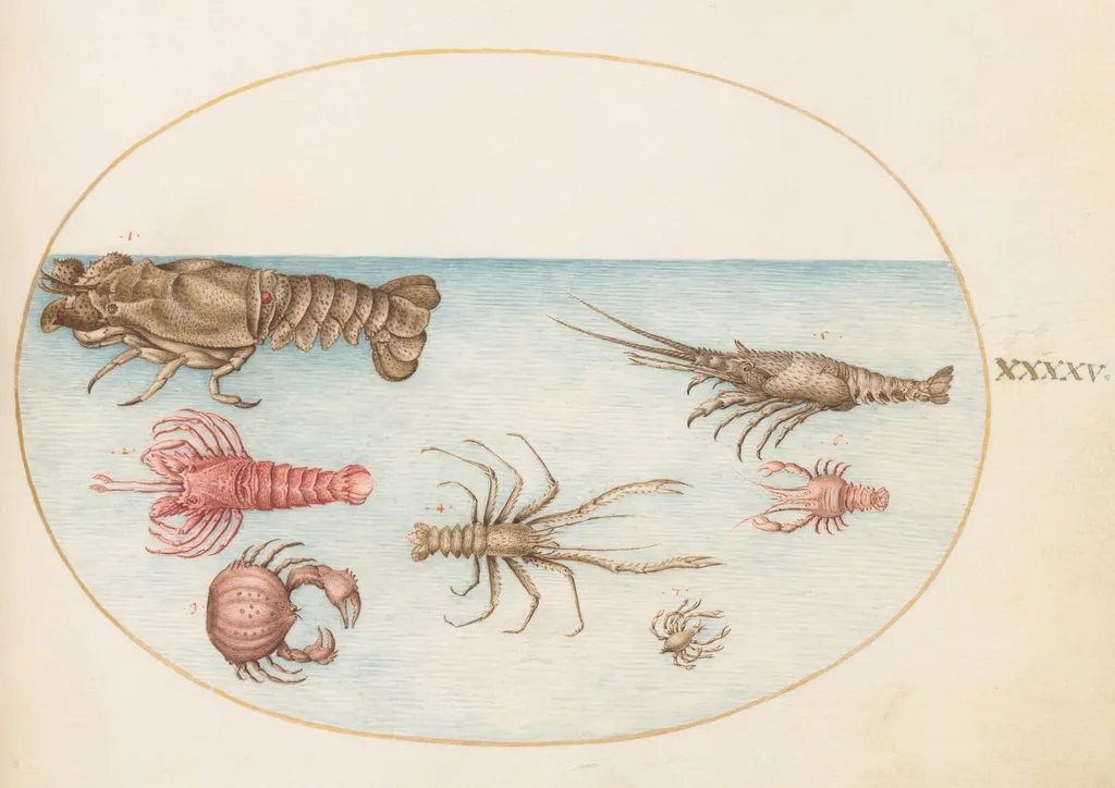 Plate 45: Lobster, Squilla Mantis, and Other Crustaceans, by Joris Hoefnagel, gouache, 1594