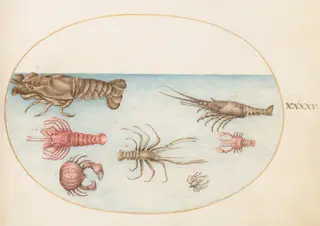 Plate 45: Lobster, Squilla Mantis, and Other Crustaceans, by Joris Hoefnagel, gouache, 1594