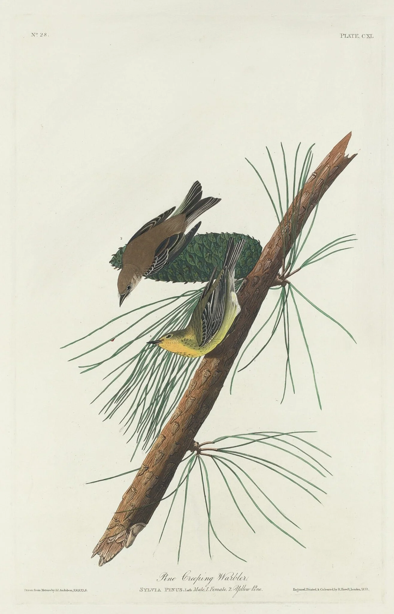 Pine Creeping Warbler, detail